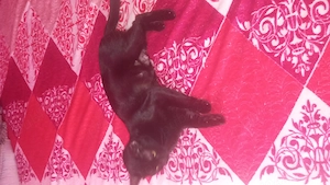Pisicuta neagra adoptie  - imagine 5