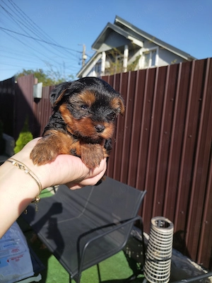 Femela Yorkshire Terrier