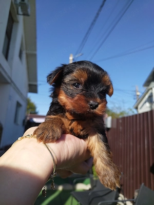 Femela Yorkshire Terrier - imagine 3
