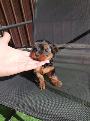 Mascul Yorkshire Terrier  - imagine 5