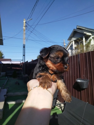 Femela Yorkshire Terrier - imagine 2
