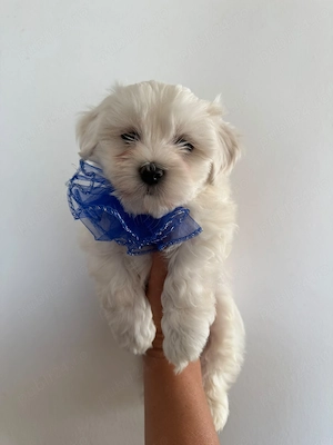 Bichon maltez 