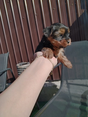 Femela Yorkshire Terrier - imagine 5