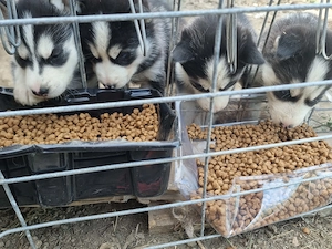 Pui husky  disponibil pt vanzare - imagine 3
