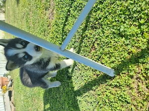 Pui husky  disponibil pt vanzare - imagine 2