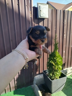 Mascul Yorkshire Terrier  - imagine 2