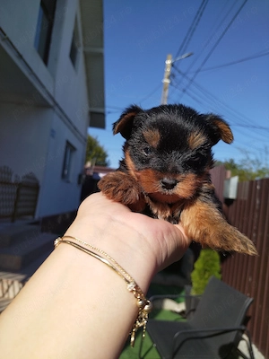 Mascul Yorkshire Terrier 