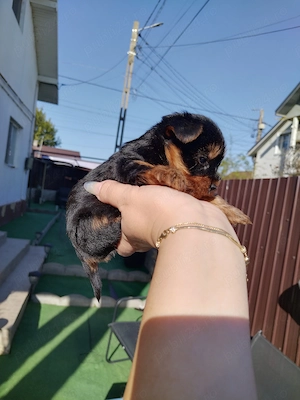 Mascul Yorkshire Terrier  - imagine 3