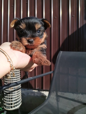 Mascul Yorkshire Terrier  - imagine 4