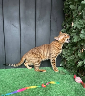 Toyger, preț pentru reproducere