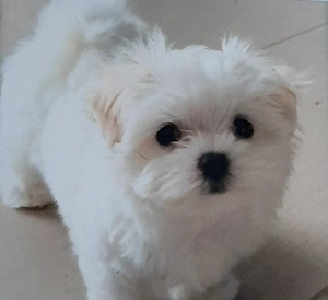 Bichonel maltez miny toy