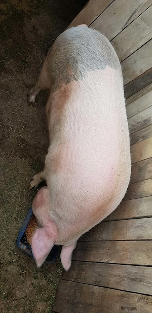 Vând porc de aproximativ 300 de kg - imagine 3