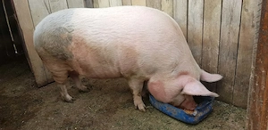Vând porc de aproximativ 300 de kg - imagine 4