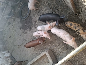 De vânzare 8 purcei înțărcați (8 săptămâni)   Marele Alb x Pietrain   Arad