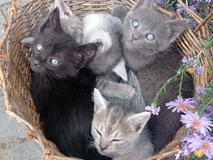 Pisicuțe pentru adoptie