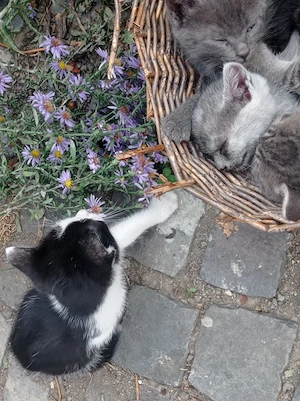 Pisicuțe pentru adoptie - imagine 5