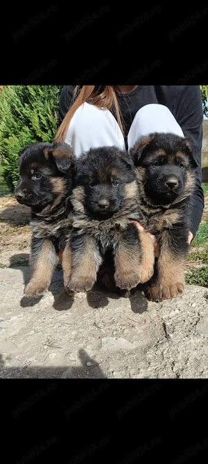 3 masculi ciobanesc german - imagine 3