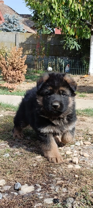 3 masculi ciobanesc german - imagine 4
