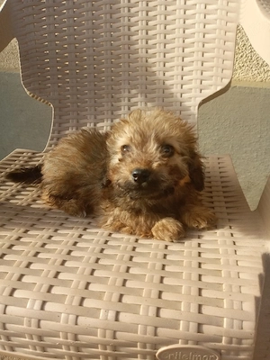 catelusi bichon havanese - imagine 1
