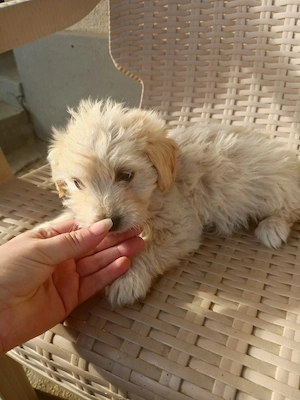 catelusi bichon havanese