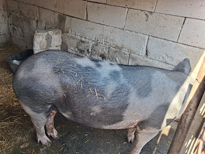purcea de vanzare