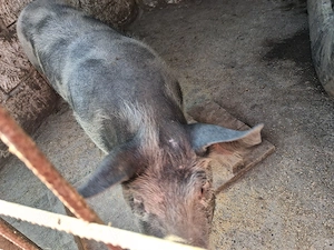purcica de vanzare