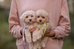 Maltipoo Toy de Vânzare   Pui Superbi, Talie Mică, Foarte Afectuoși - imagine 2