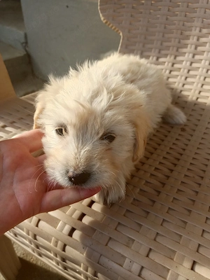 catelusi bichon havanese - imagine 3