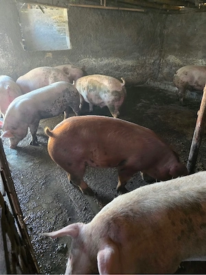 porci de vanzare  - imagine 3