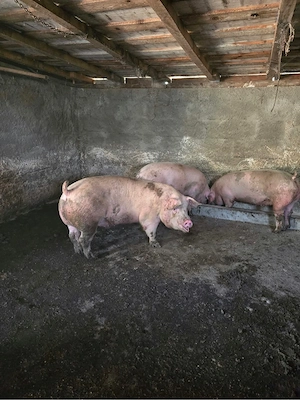 porci de vanzare  - imagine 4