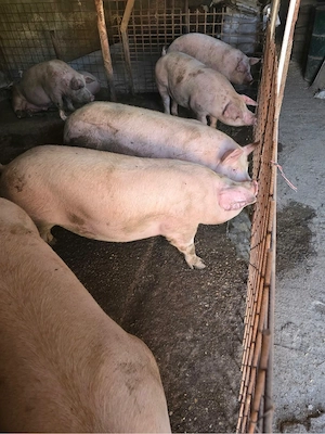 porci de vanzare  - imagine 2