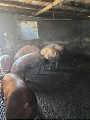 porci de vanzare 