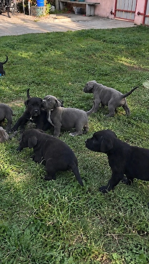 Cane Corso