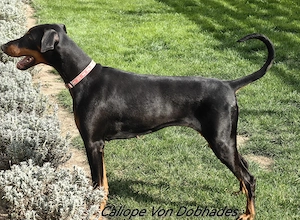 Dobermann   Genetică de elită, echilibru și excelență  - imagine 3