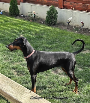 Dobermann   Genetică de elită, echilibru și excelență  - imagine 2