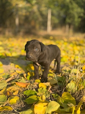Dog German ( Great Dane )  - imagine 5