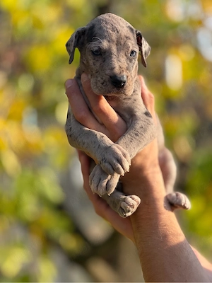 Dog German ( Great Dane )  - imagine 4