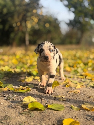Dog German ( Great Dane )  - imagine 3