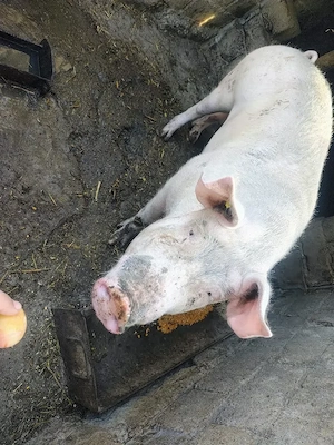 VÂND porc crescut în gospodărie cu hrană naturală 