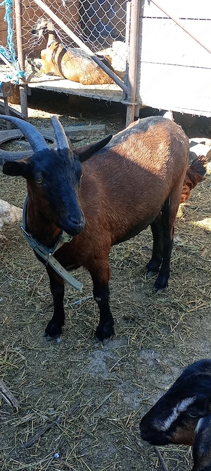 Vând capră alpin franceză 