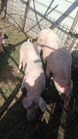 porci de vanzare  - imagine 3