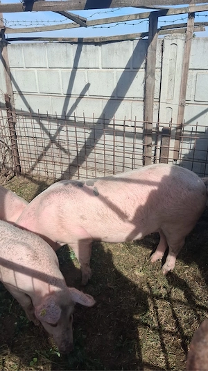 porci de vanzare 
