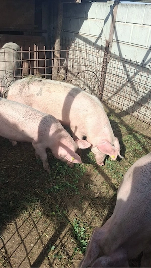 porci de vanzare 