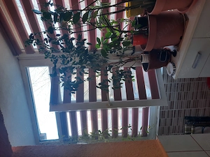 Apartament 3 cam. Oras Bragadiru - imagine 7