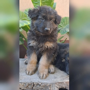 Vand pui ciobanesc german