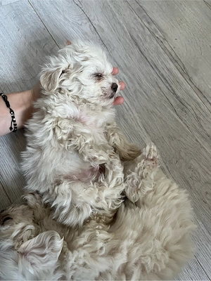 Pui Bichon Maltez - imagine 2