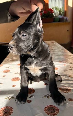 Vand Pui CaneCorso 8 saptamani cu carnet de sanatate Fawn si negrii - imagine 5