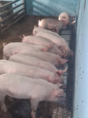De vânzare purcei de 8 săptămâni! 