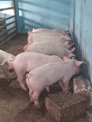De vânzare purcei de 8 săptămâni!  - imagine 4