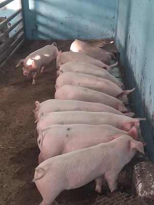 De vânzare purcei de 8 săptămâni!  - imagine 3